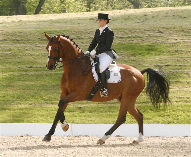 Dansk Varmblod Ravelli - broholm maj 2010. foto: cathrine dufour billede 5