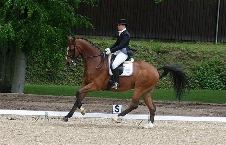 Dansk Varmblod Ravelli - Broholm maj 2010. foto: sanne svendsen billede 9