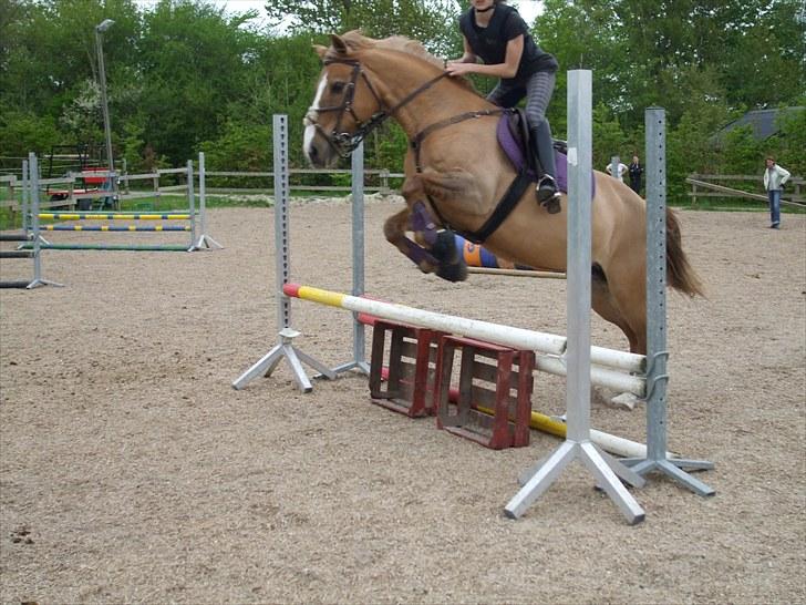 Anden særlig race Golden Amber..Hjemme igen<3 - Flying Amber billede 6