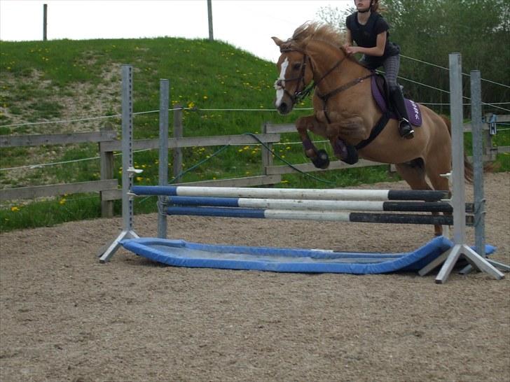 Anden særlig race Golden Amber..Hjemme igen<3 billede 8