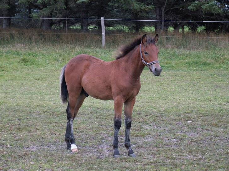New Forest Calandias Placebo.  billede 11