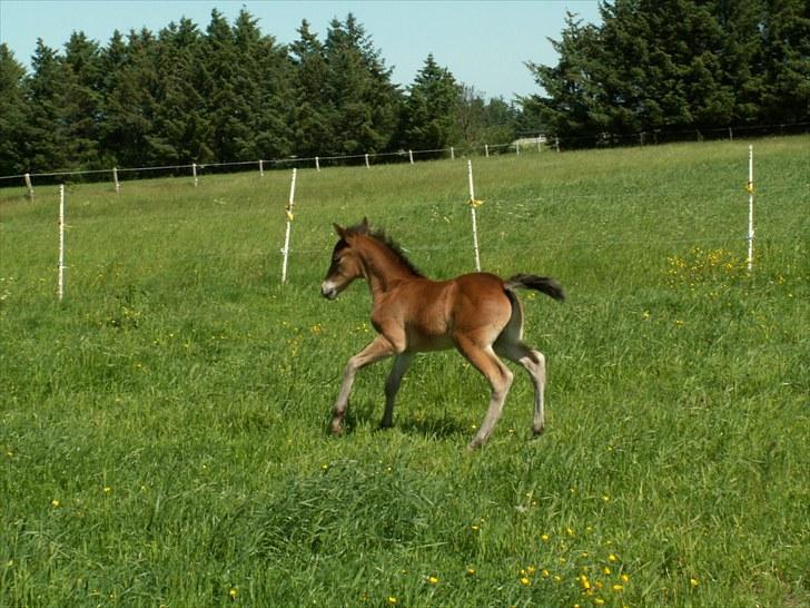 New Forest Calandias Placebo.  billede 12