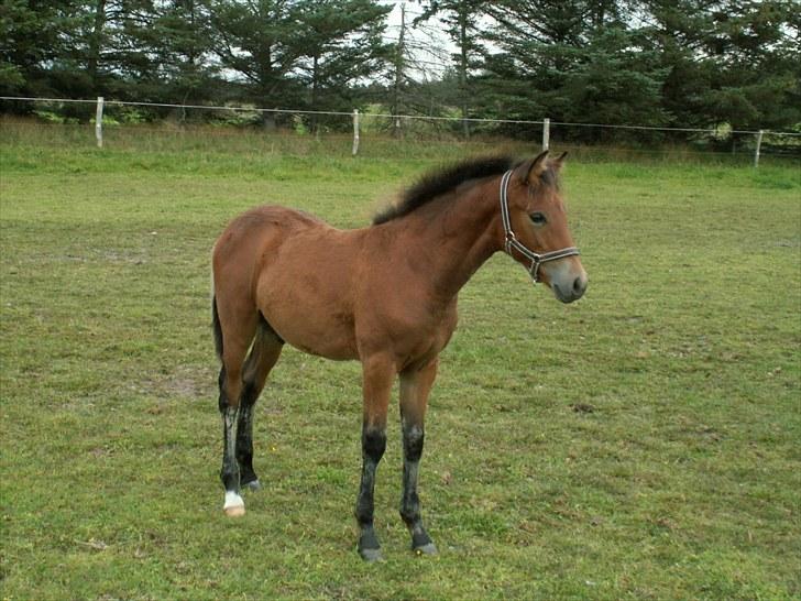 New Forest Calandias Placebo.  billede 13