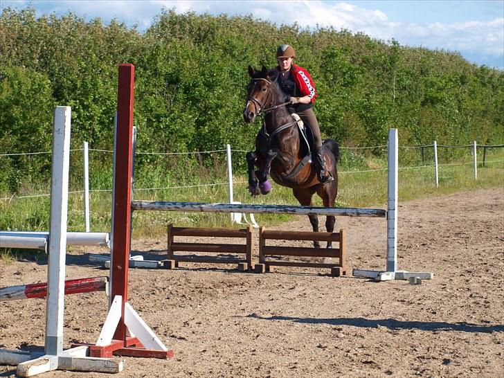 Anden særlig race Madonna *Himmelhest* <3 - Springtræning ANE  billede 13