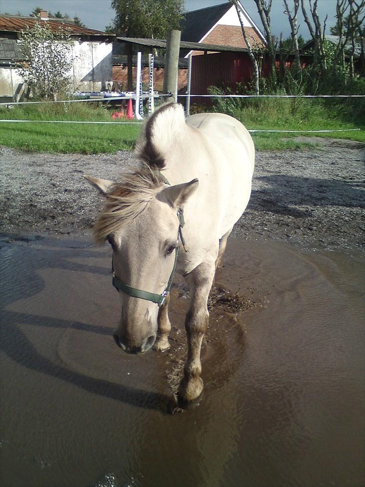 Fjordhest Ingegårds Marco *R.I.P* billede 5