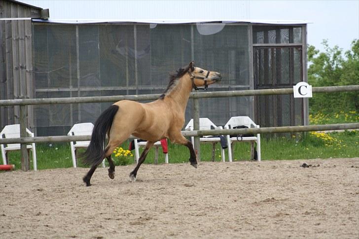 Welsh Pony (sec B) låddenhøjs spigall *DM 2011* - dejlige halo på banen:* billede 7
