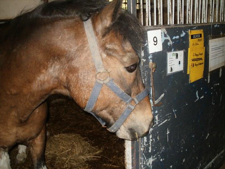 Anden særlig race Oliver Gl. Passer :-( billede 1