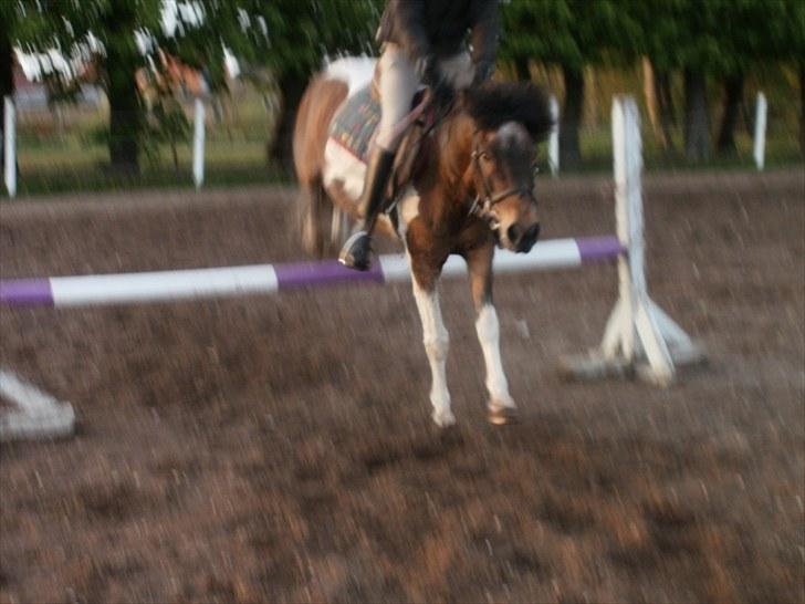 Anden særlig race Oliver Gl. Passer :-( billede 3