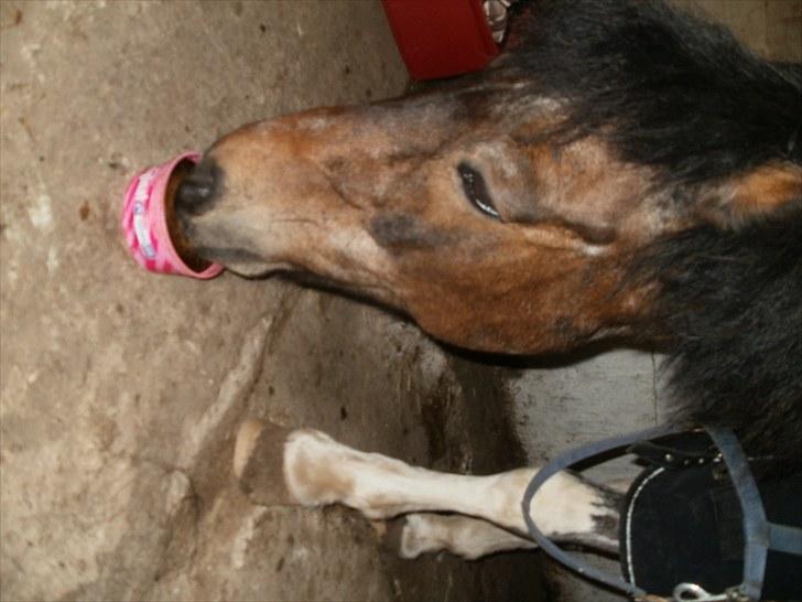 Anden særlig race Oliver Gl. Passer :-( billede 5