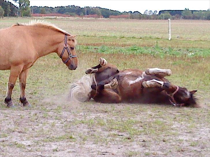 Anden særlig race Oliver Gl. Passer :-( billede 6