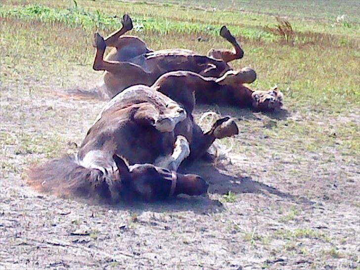 Anden særlig race Oliver Gl. Passer :-( billede 7