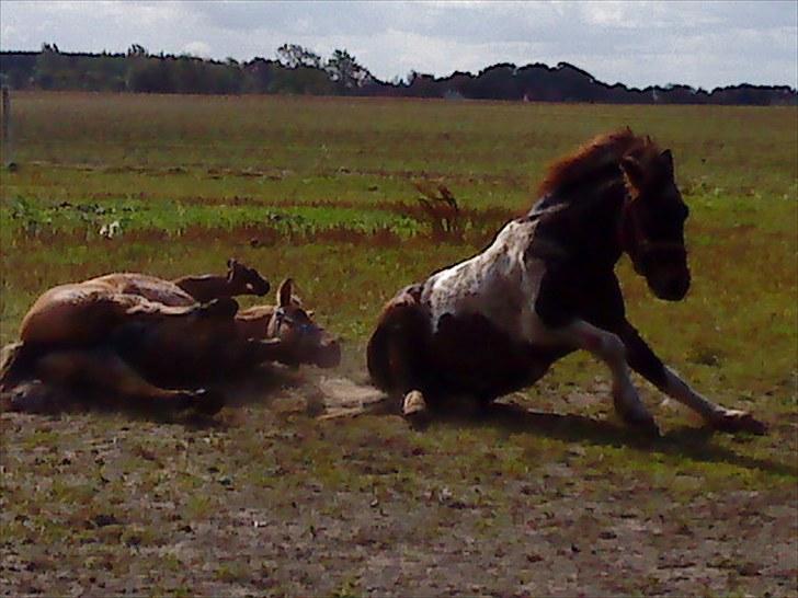 Anden særlig race Oliver Gl. Passer :-( billede 8