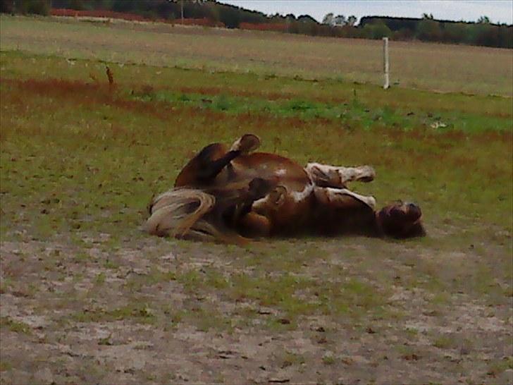 Anden særlig race Oliver Gl. Passer :-( billede 9