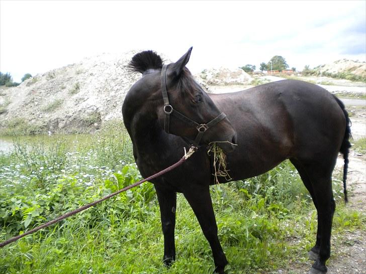 Welsh Cob (sec D) Bette *tidligere part<3* - Fordi du endelig blev fotomodel<3  ;) billede 3