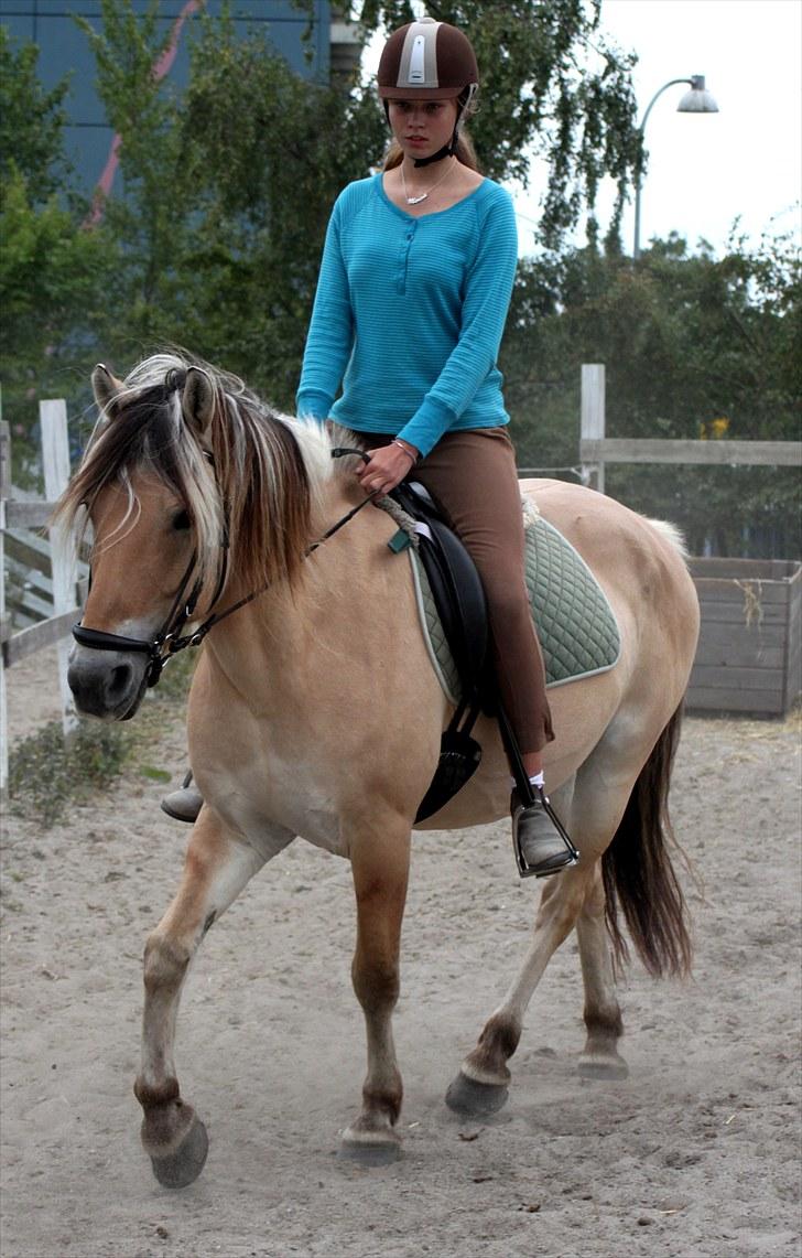 Fjordhest Nanok Romeo - Nokke drengen og mig trænner dressur :D - Fotograf: Simone billede 6