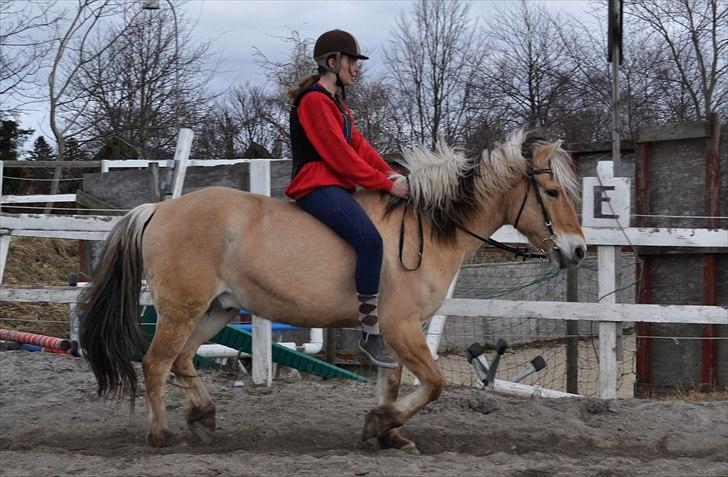 Fjordhest Nanok Romeo - Trav uden sadel :D <33 - Fotograf: Mathilde billede 7