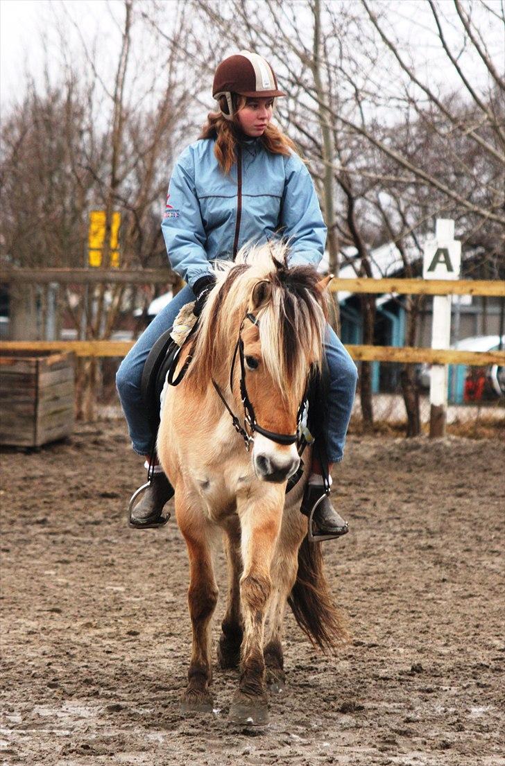 Fjordhest Nanok Romeo - Trænning på ridebanen :) - Fotograf: Simone  billede 3