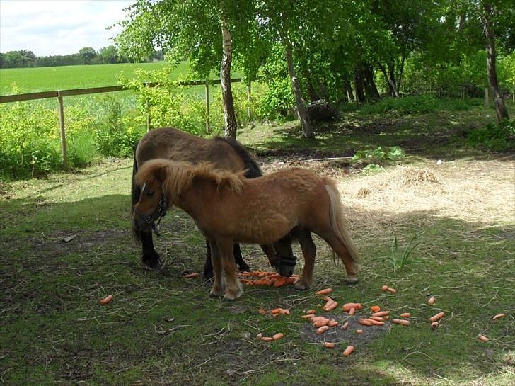 Shetlænder Bambi - Solgt - dette billede skulle have været at Champion meen Bambi er mester til at stjæle billedet, og det blev da også ret godt :) billede 11