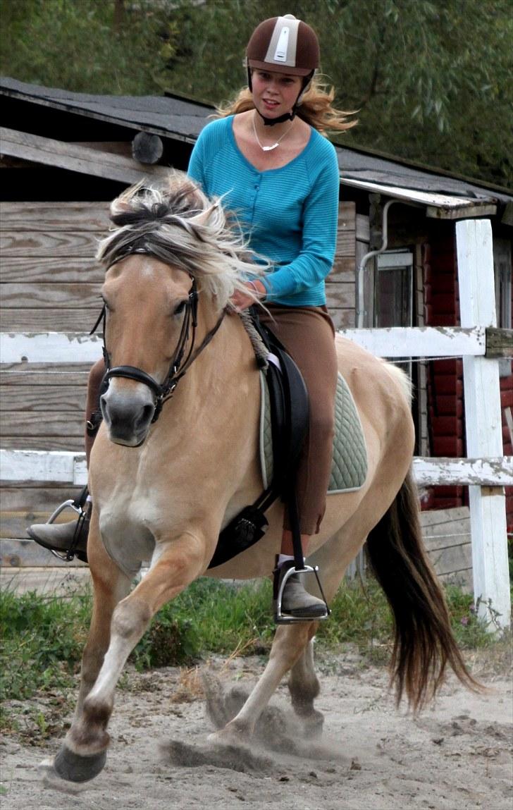 Fjordhest Nanok Romeo - Mig og Nokke drengen vender om hjørnet i galop - Fotograf: Simone billede 11