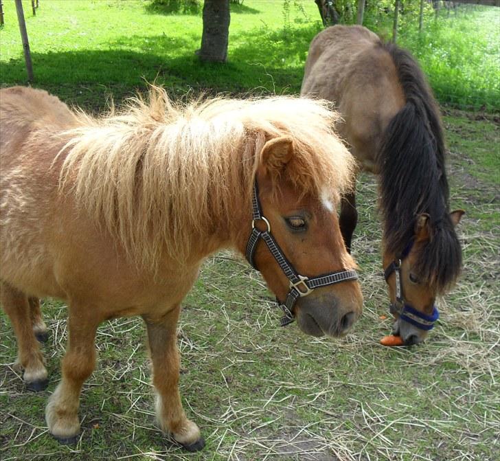 Shetlænder Bambi - Solgt billede 12