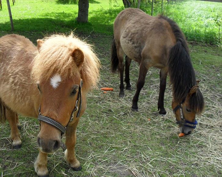 Shetlænder Bambi - Solgt - Hils på min nye ven Champion :o) han er ret sød billede 13