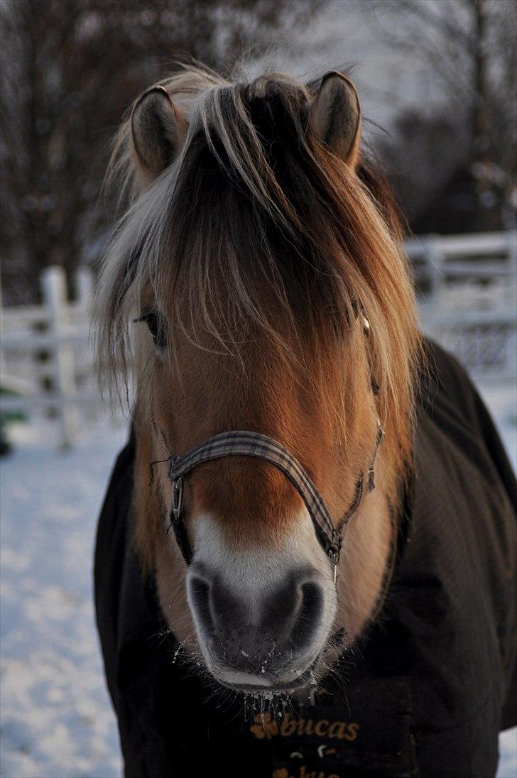Fjordhest Nanok Romeo - Søde lille fjordheste Nokke xD - Fotograf: Marina/mig billede 16
