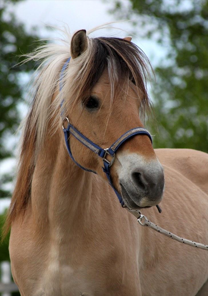 Fjordhest Nanok Romeo - Dejlig pooony :D <3333 - Fotograf: Simone billede 17