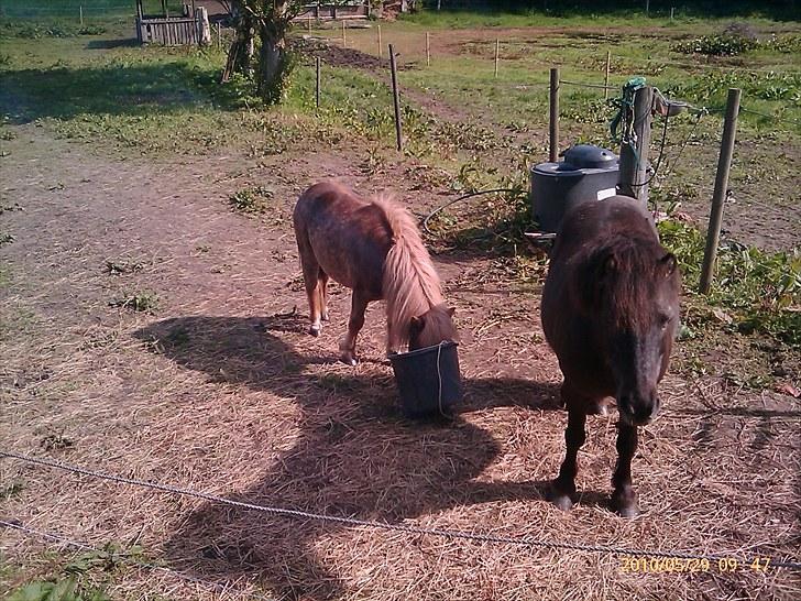 Anden særlig race L.U.F.E.H - stor spand eller lille hes?? billede 5