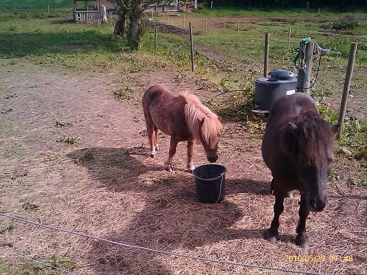 Anden særlig race stella aka madam :D - får den her pony mig til at se tyk og stor ud?? :D billede 14