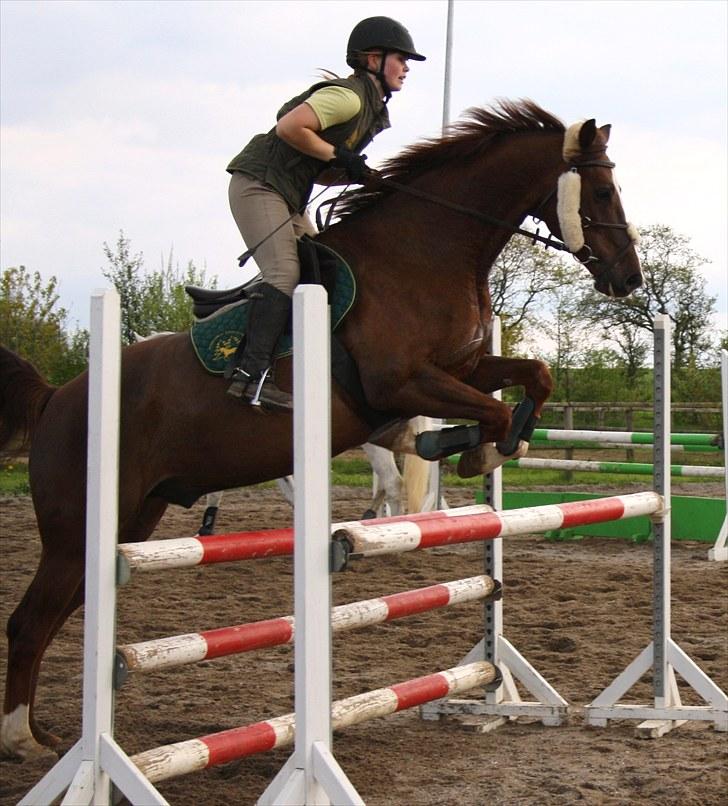 Dansk Varmblod Handsome Joe - Spring 18 maj 2010   *Fotograf: Hanne Bendixen billede 16