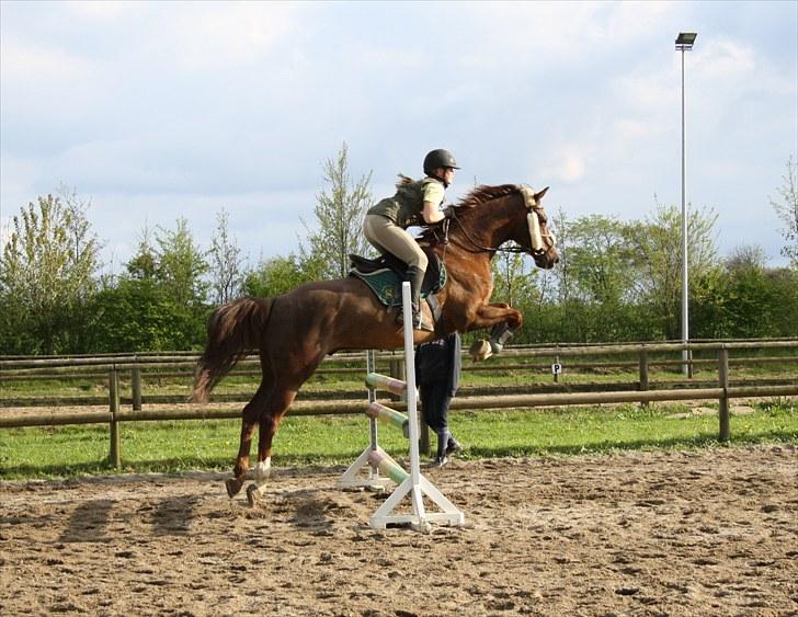 Dansk Varmblod Handsome Joe - Spring 18 maj 2010   *Fotograf: Hanne Bendixen billede 7