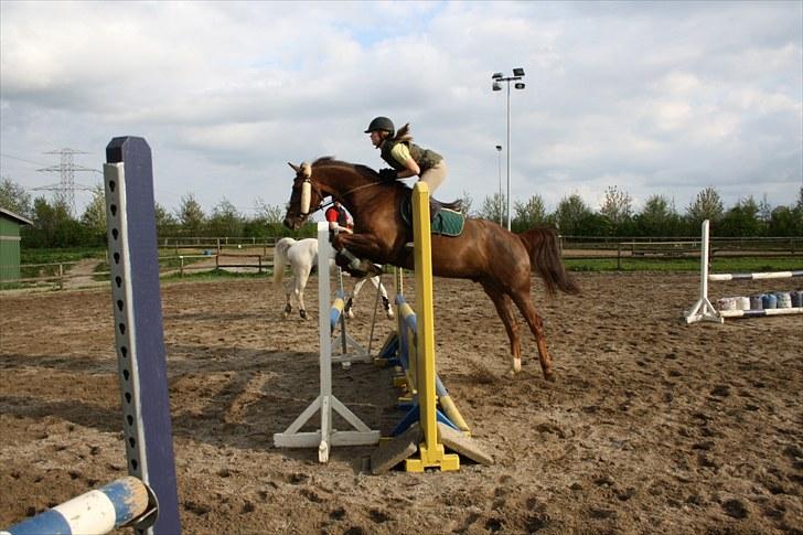 Dansk Varmblod Handsome Joe - Spring 18 maj 2010   *Fotograf: Hanne Bendixen billede 17