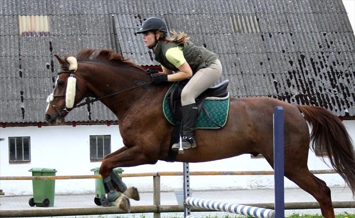 Dansk Varmblod Handsome Joe - Spring 18 maj 2010   *Fotograf: Hanne Bendixen billede 18