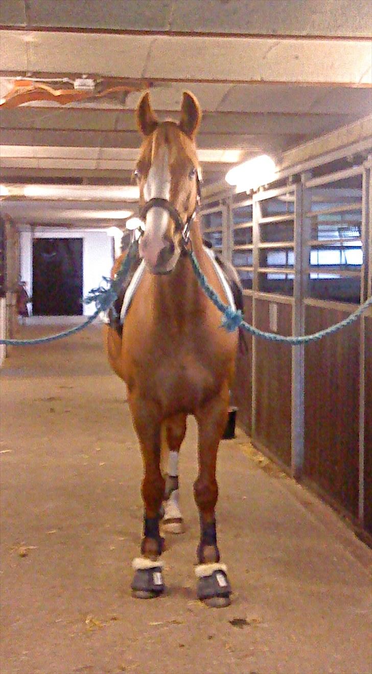 Dansk Varmblod Gaston Nørgaard  billede 10