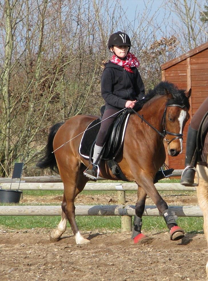 New Forest diana's crack - øgning til undervisning 2010  billede 1