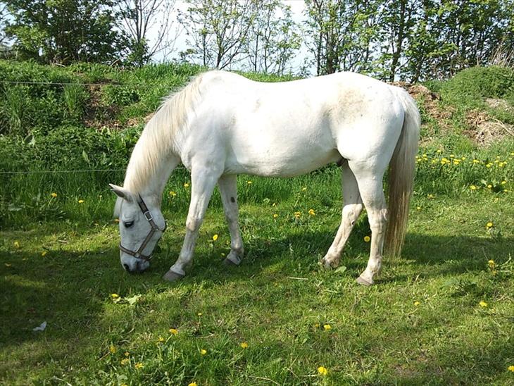 {{currentPhoto.altText}} billede {{currentPhoto.number}}