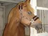 Hollandsk Sportspony Charon R.I.P :`( savnet [Himmelhest]