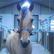 Anden særlig race Chess