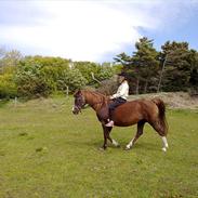 DSP Solgt, Lillevangs Doublee