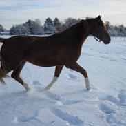 Dansk Varmblod cool cash
