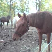 Anden særlig race Silas R.I.P )':