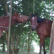 Anden særlig race Silas R.I.P )':