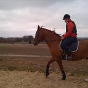 Dansk Varmblod cisco