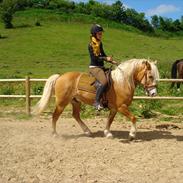 Haflinger Kentucky