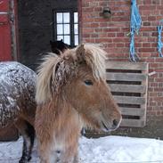 Islænder Hrimfaxi fra Stausdal