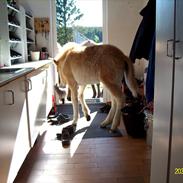 Islænder Hrimfaxi fra Stausdal