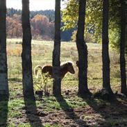 Islænder Hrimfaxi fra Stausdal