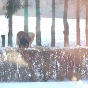 Islænder Hrimfaxi fra Stausdal