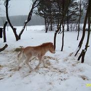 Islænder Hrimfaxi fra Stausdal