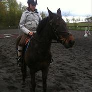 Anden særlig race Chago junior